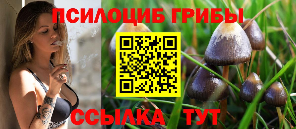Псилоцибиновые грибы Psilocybe Владимир