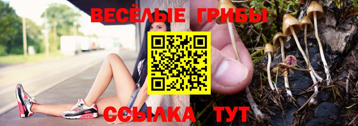 Владимир  Псилоцибиновые грибы Psilocybine cubensis  Вход с VPN 